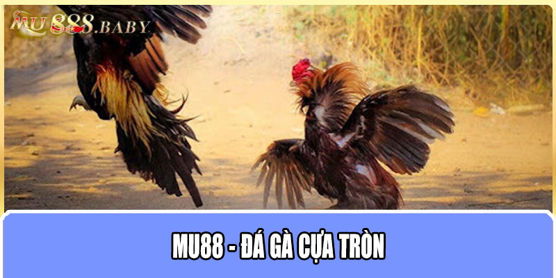 MU88 - Đá gà cựa tròn