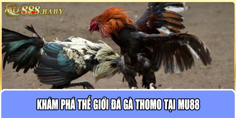 Khám phá thế giới đá gà Thomo tại MU88