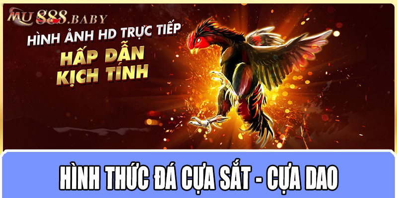 Hình thức đá cựa sắt - cựa dao