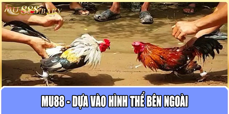 MU88 - Dựa vào hình thể bên ngoài