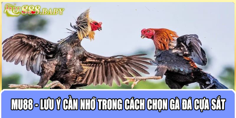 MU88 - Lưu ý cần nhớ trong cách chọn gà đá cựa sắt