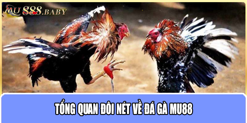 Tổng quan đôi nét về đá gà MU88