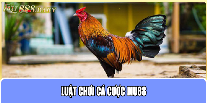 Luật chơi cá cược MU88